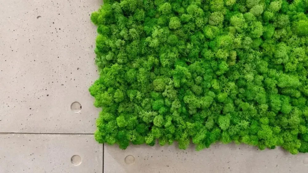 Moss Art and Artificial Green Walls Service